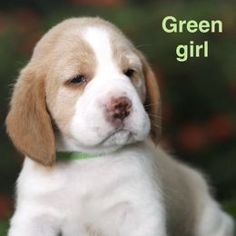Green Girl - Red and white female Beagle puppy in Palm City, Florida from VR Wanderlust Beagles
