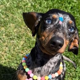 Mila - Dachshund