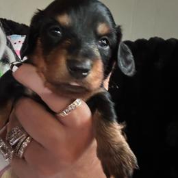 Brooke - Black and tan female Dachshund puppy in Lakeland, Florida from Queens of the South