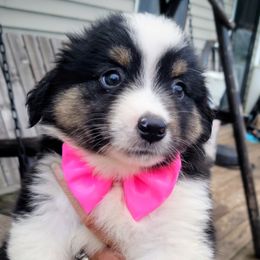 PINKSTER - Red tri-color female Miniature American Shepherd puppy in Rensselaerville, New York from Callen Kennels