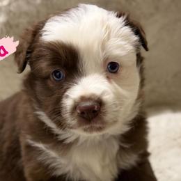 Acadia - Red tri female Miniature Australian Shepherd puppy in South Central, Pennsylvania from Windy Hills Mini Aussies & Doodles