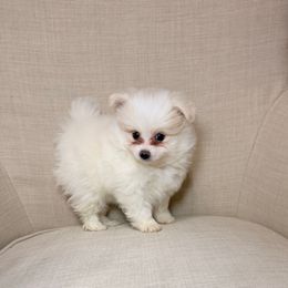 Murphy - Cream parti male Pomeranian puppy in Phoenix, Arizona from Luxpomz