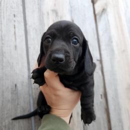 Disco - Black female Dachshund puppy in Cedarcreek, Missouri from Cedarcreek Dachshunds