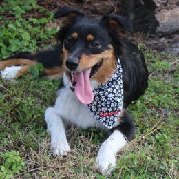 Australian Shepherds from Traveling Canines