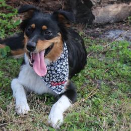 Australian Shepherds from Traveling Canines