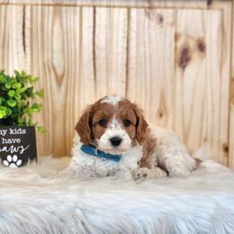 Boy 4 - male Cavapoo puppy in Centerville, Iowa from Barnyard Dachshunds, Dals & Doodles