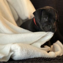 Ray-Ban - Black male Great Dane puppy in Reno, Nevada from Good Dog Danes