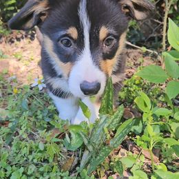 Pembroke Welsh Corgi Puppies from McMillion Corgis
