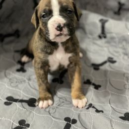Boxer Puppies from Caprock Boxers