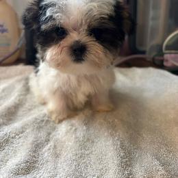 Mini man - Parti male Yorkshire Terrier puppy in Cocoa, Florida from SummerTime AKC Yorkies