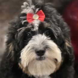Molina - Bernedoodle