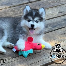 Larry - Black and white male Pomsky puppy in Eastman, Georgia from Once Upon A Pomsky
