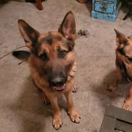 Mace - German Shepherd