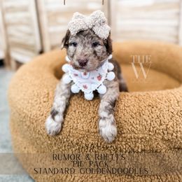 Apple Pie - Merle female Goldendoodle puppy in Soddy Daisy, Tennessee from The W Doods