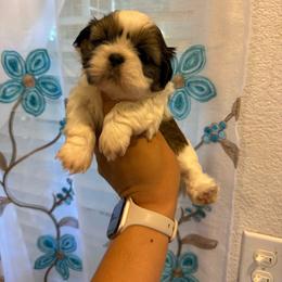 Reese's - Tricolor female Shih Tzu puppy in Fresno, California from Jas’ ClassnSass