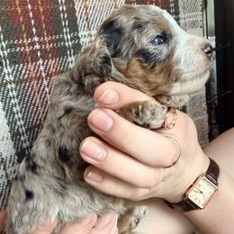 Dark Blue - Merle female Bernedoodle puppy in Grandview, Texas from Big Sky Bernedoodles