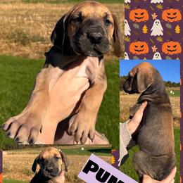 PUMPKIN - Fawn female Great Dane puppy in Wellsville, New York from Prophecy Danes