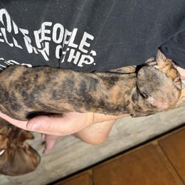 Dachshund Puppies from Witchy Woman’s Wiener’s