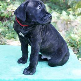 Boy 2 - male Cane Corso puppy in Saint Cloud, Florida from Harlow Cane Corso