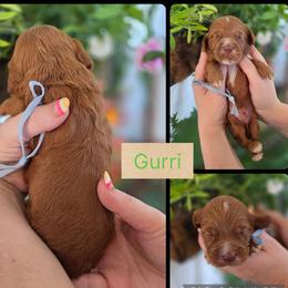 Gurri - Red  male Goldendoodle puppy in Decatur, Tennessee from Diamond's Doodles