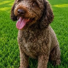 Oakley - Goldendoodle