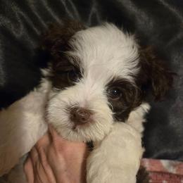 Simon - Chocolate male Havanese puppy in Columbus, Ohio from Havanese Puppies Columbus