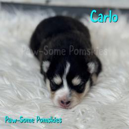 Carlo - Black and white male Pomsky puppy in Krum, Texas from Paw-Some Pomskies