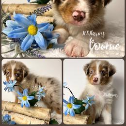 5 Bourne - Red merle male Australian Shepherd puppy in Huntington, Texas from JKKJ Farms, LLC