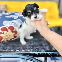 Dottie - Black & tan tri-color female Maltipoo puppy in West Jordan, Utah from Gem Puppies of Utah