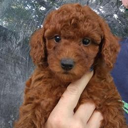 Daisy - Red  female Poodle puppy in Windom, Texas from Wild Farm Puppies
