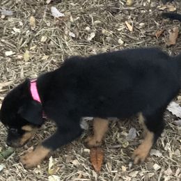 Pink collar - Black and mahogany female Rottweiler puppy in Hermitage, Tennessee from Morris Rottweilers