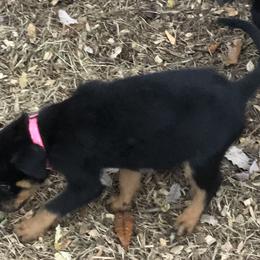 Pink collar - Black and mahogany female Rottweiler puppy in Hermitage, Tennessee from Morris Rottweilers