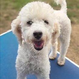 Chantilly - Poodle