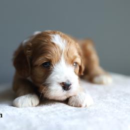 Ash - Red male Cockapoo puppy in Canastota, New York from Silver City Cockapoos