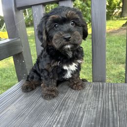 Goldendoodle and Yorkipoo Puppies from Annette Patterson