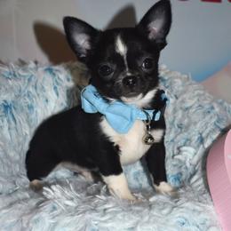 Coal - Black and white male Chihuahua puppy in Gloucester, Virginia from Charlotte's Web of Chihuahuas