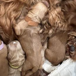 Brown collar boy - Apricot male Goldendoodle puppy in Fairfield, California from Twin Sisters Doodles