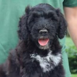 Portuguese Water Dogs from Siesta PWD’s
