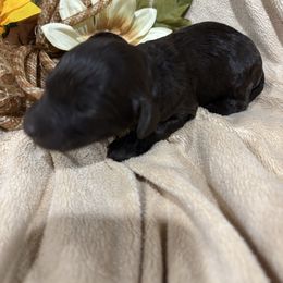 Gillian - Chocolate male Labradoodle puppy in Somerset, California from Annie’s Animals