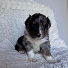 Rowdy - Blue merle male Australian Shepherd puppy in San Tan Valley, Arizona from SJR AUSSIES
