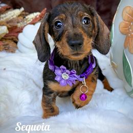 Sequoia - Wild boar female Dachshund puppy in Columbia, Missouri from Royal Bloodline Canines