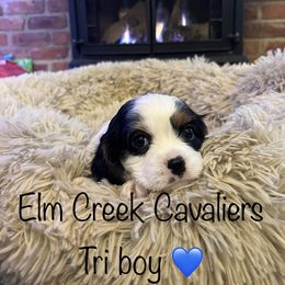 Cavalier King Charles Spaniel Puppies from Elm Creek Cavaliers