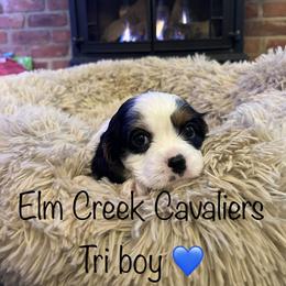 Cavalier King Charles Spaniel Puppies from Elm Creek Cavaliers