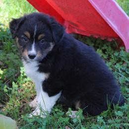 Kennedy - Black tri-color female Australian Shepherd puppy in Kansas, Oklahoma from Windy G Farm