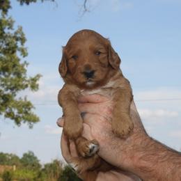 Goldendoodle Puppies from Taylor Town Doodles