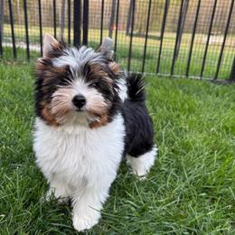 Waverly - Black tan and white female Biewer Terrier puppy in Philipsburg, Pennsylvania from Happy Valley Biewer Terriers