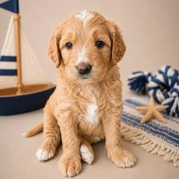 Ted Bear - Apricot male Goldendoodle puppy in Rocky Point, North Carolina from CelticDoods