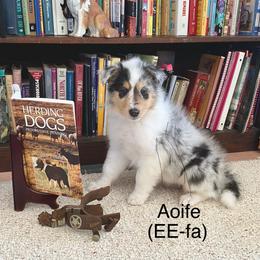 Aoife (EE-fa) - Blue merle female Collie puppy in Hinckley, Minnesota from Rusty Spur Collies