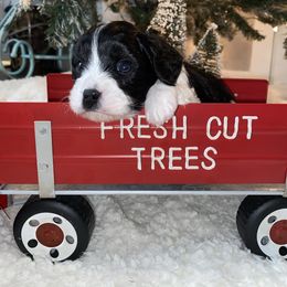 Cavalier King Charles Spaniel and Cavapoo Puppies from K’s Cavys