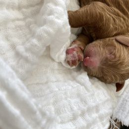 Bernedoodle and Goldendoodle Puppies from Beach Creek Kennel